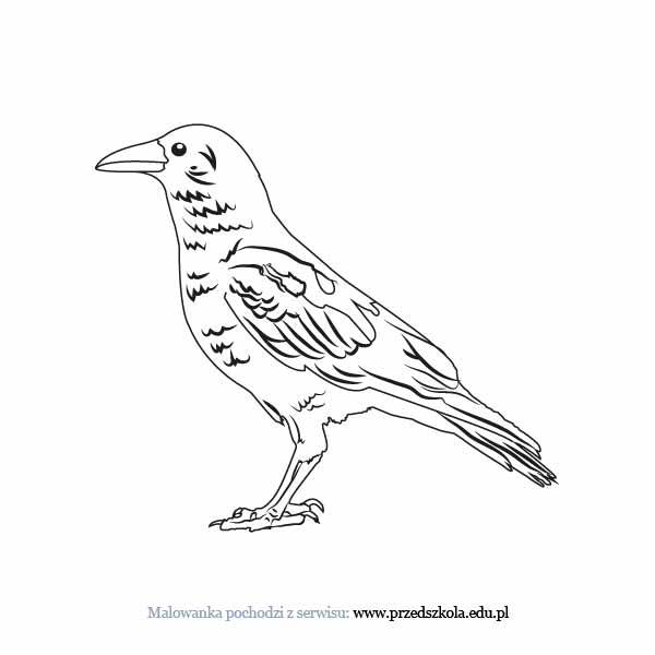 Wrona kolorowanki