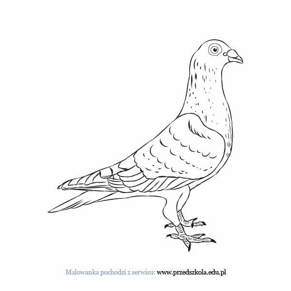 Wrona kolorowanki